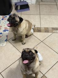 Found/Stray Male Dog last seen Bintliff, Houston, TX 77074