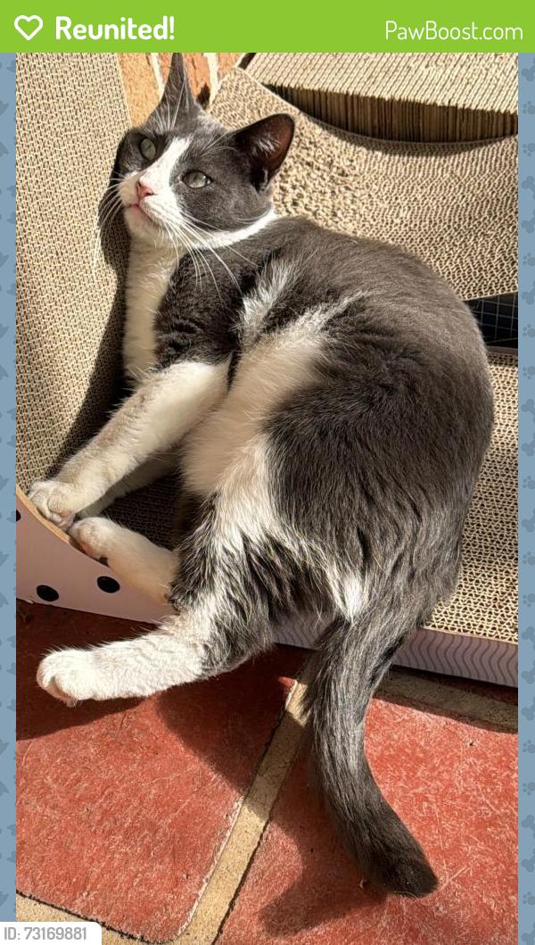Reunited Female Cat last seen Corner Bordeaux Crescent and Bellemarie Drive Castle Hill, Castle Hill, NSW 2154
