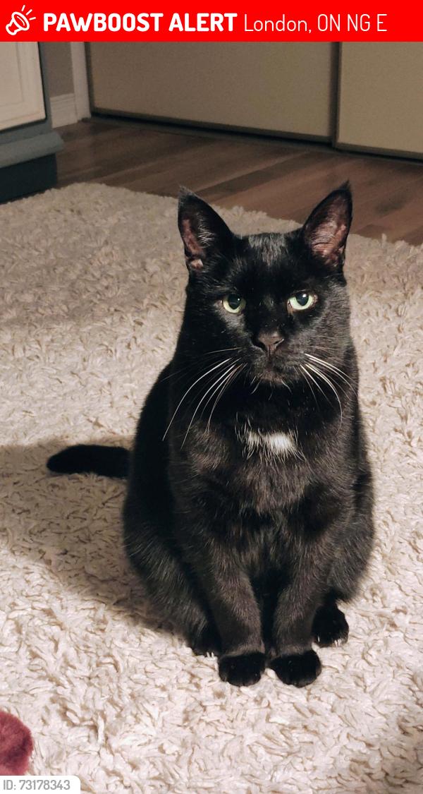 Lost Male Cat last seen Sarnia and Wonderland, London, ON N6G 5E1
