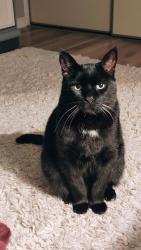 Lost Male Cat last seen Sarnia and Wonderland, London, ON N6G 5E1