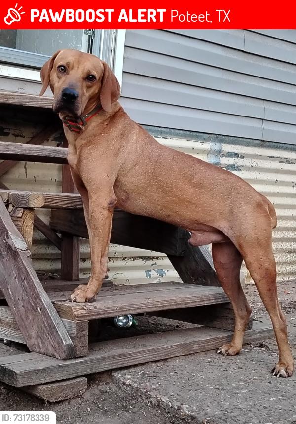Lost Male Dog last seen Avenue L, Poteet, TX 78065