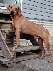 Lost Male Dog last seen Avenue L, Poteet, TX 78065