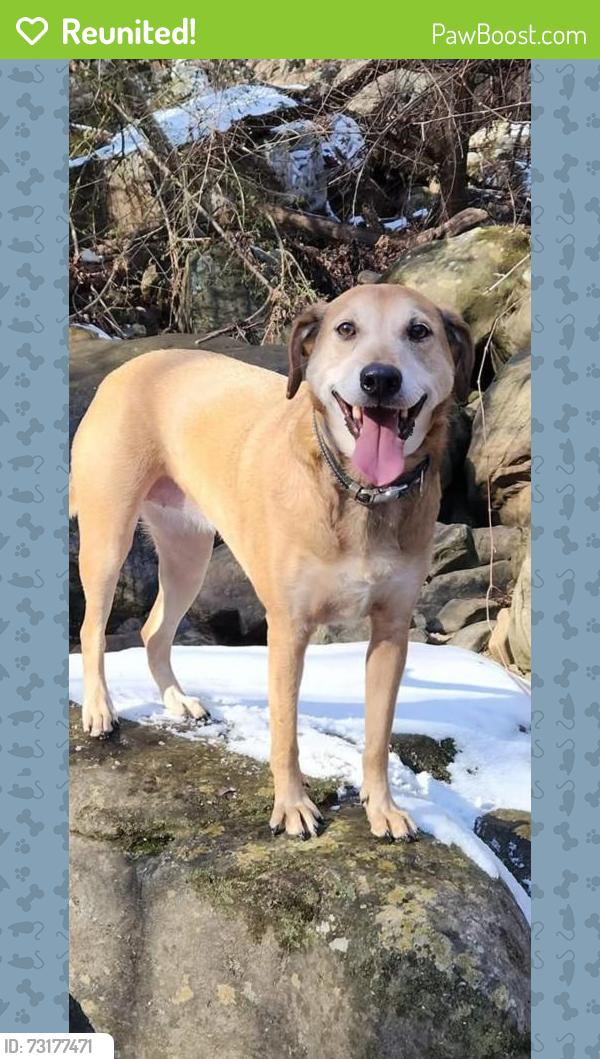 Reunited Female Dog last seen Near S Seminole Dr, Chattanooga, TN 37412, USA, Chattanooga, TN 37412