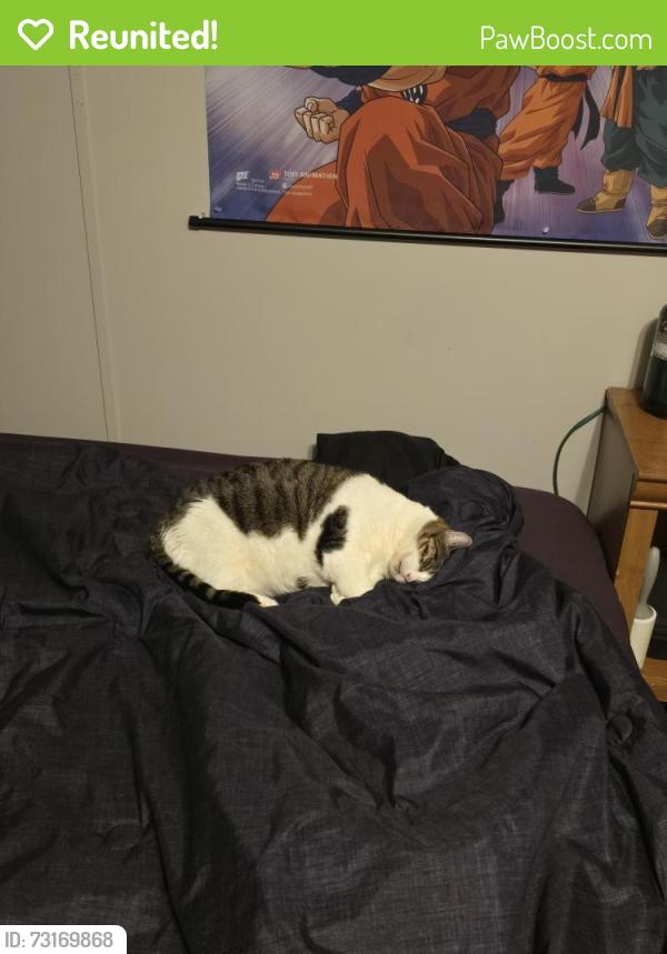 Reunited Female Cat last seen Five Seasons Trailer park, Cedar Rapids, IA 52402