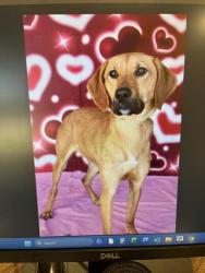 Reunited Female Dog last seen Tingen Rd. mid way, Broadway, NC 27505