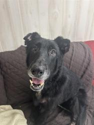 Shelter Stray Female Dog last seen CHARLOTTE, 8315 Byrum Dr, Charlotte, NC 28217, USA