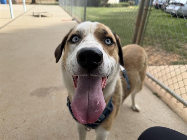 Shelter Stray Male Dog last seen CHARLOTTE, 8315 Byrum Dr, Charlotte, NC 28217, USA