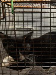 Shelter Stray Female Cat last seen MANSFIELD, 4710 TX-151, San Antonio, TX 78227, USA