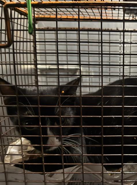 Shelter Stray Female Cat last seen MANSFIELD, 4710 TX-151, San Antonio, TX 78227, USA