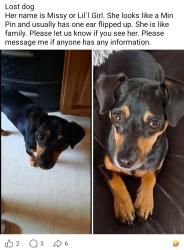 Lost Female Dog last seen Wiggins village 1 behind dugout and Polk county tractor, Livingston, TX 77351