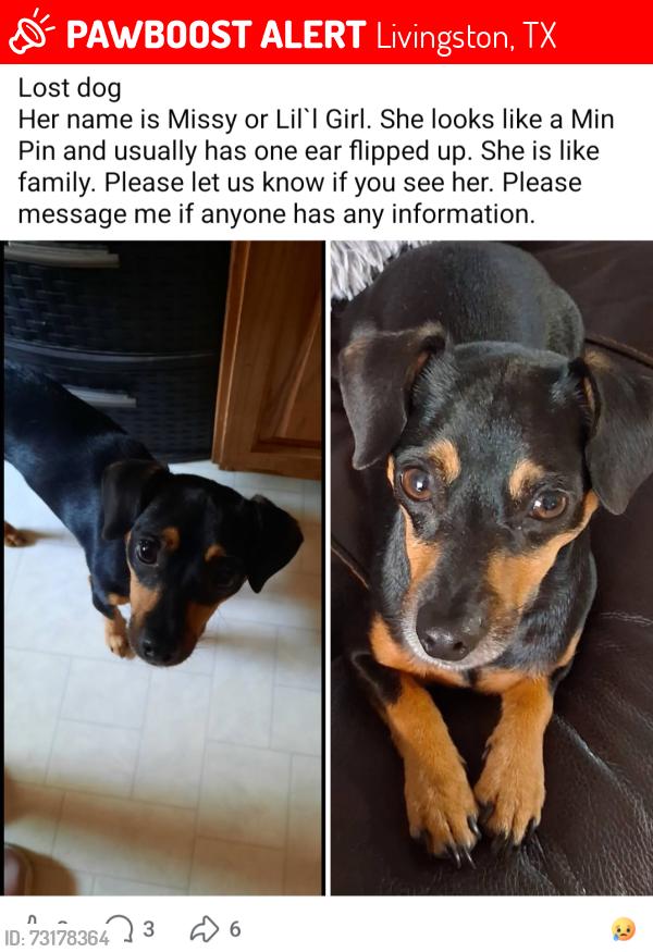 Lost Female Dog last seen Wiggins village 1 behind dugout and Polk county tractor, Livingston, TX 77351