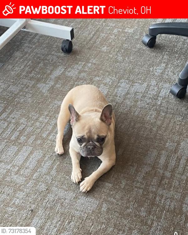 Lost Female Dog last seen Cheviot Ohio, Cheviot, OH 45211