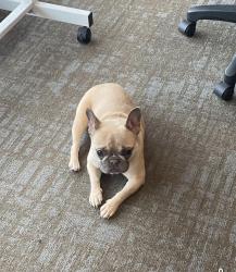 Lost Female Dog last seen Cheviot Ohio, Cheviot, OH 45211