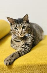 Lost Male Cat last seen Evergreen, Whitney, Hamden, CT 06518