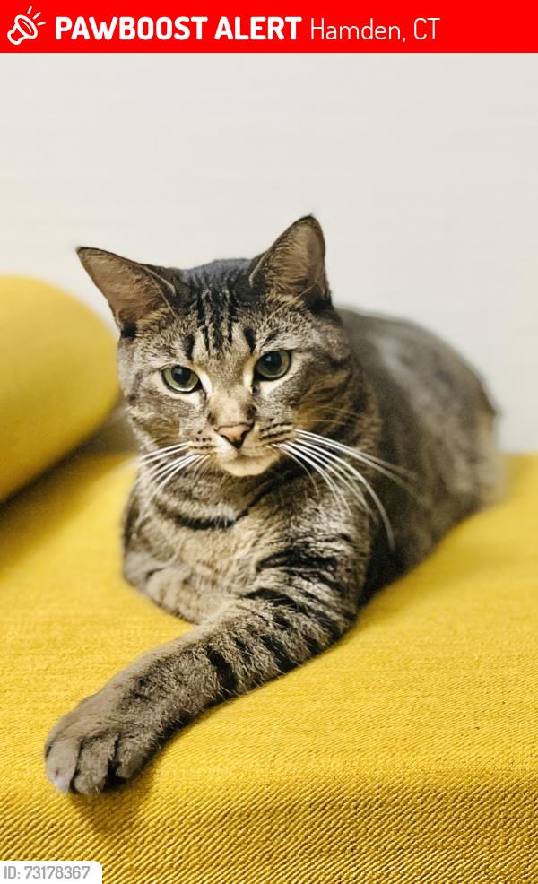 Lost Male Cat last seen Evergreen, Whitney, Hamden, CT 06518