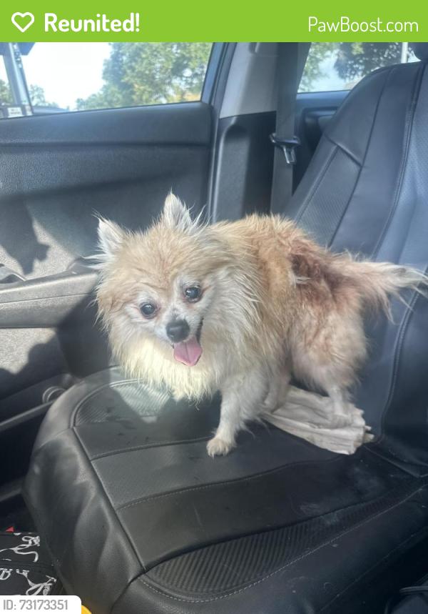 Reunited Female Dog last seen Kentwick/W. Little York, Houston, TX 77084