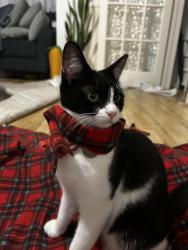 Reunited Female Cat last seen broadmead road, Wiltshire, England BA14 9TJ