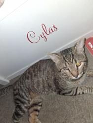 Found/Stray Male Cat last seen Downtown, Indianapolis, IN 46201