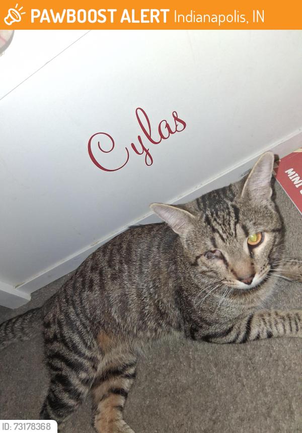 Found/Stray Male Cat last seen Downtown, Indianapolis, IN 46201
