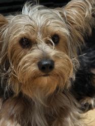 Reunited Male Dog last seen Winery, Redland, FL 33031
