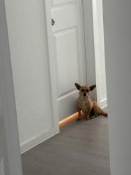 Lost Female Dog last seen Near Glade Creek, San Antonio, TX 78245