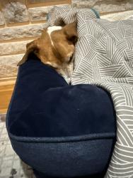 Reunited Female Dog last seen Russell road, Durham, NC 27712