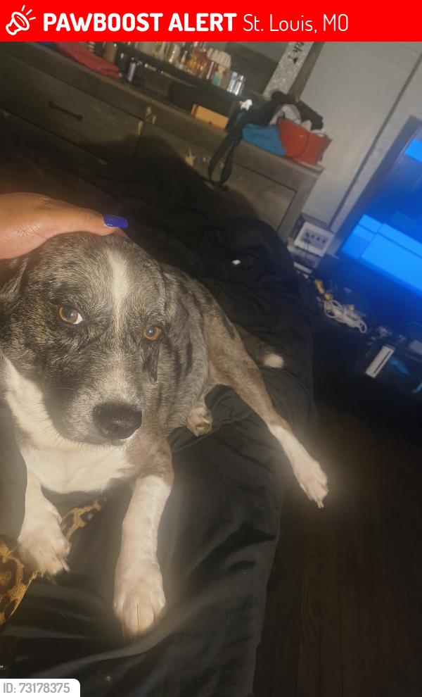 Lost Male Dog last seen Grand Blvd, St. Louis, MO 63111