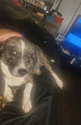 Lost Male Dog last seen Grand Blvd, St. Louis, MO 63111