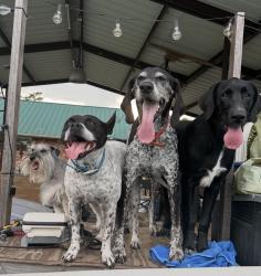 Reunited Male Dog last seen Near & 513 S lone oak Tx, Lone Oak, TX 75453