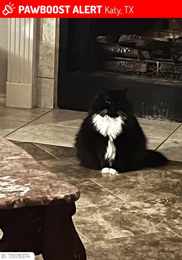 Lost Female Cat last seen Lantern bay lane and morningtide dr, Katy, TX 77449