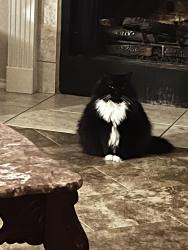 Lost Female Cat last seen Lantern bay lane and morningtide dr, Katy, TX 77449