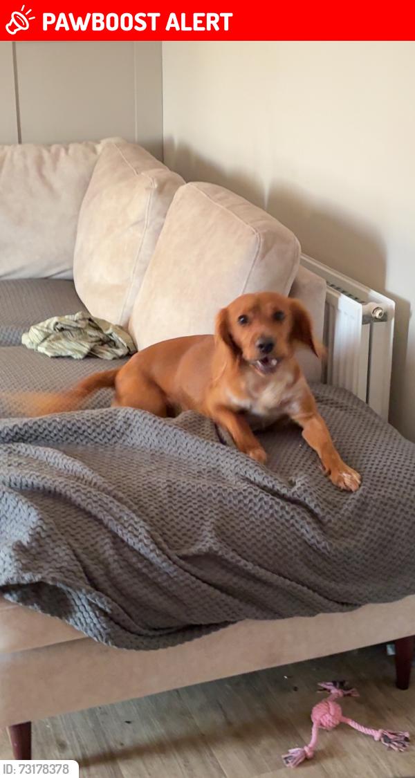 Lost Male Dog last seen Hogganfield loch, North Lanarkshire, Scotland G33 6BE