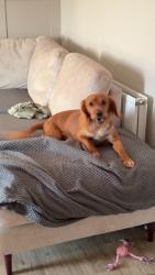 Lost Male Dog last seen Hogganfield loch, North Lanarkshire, Scotland G33 6BE