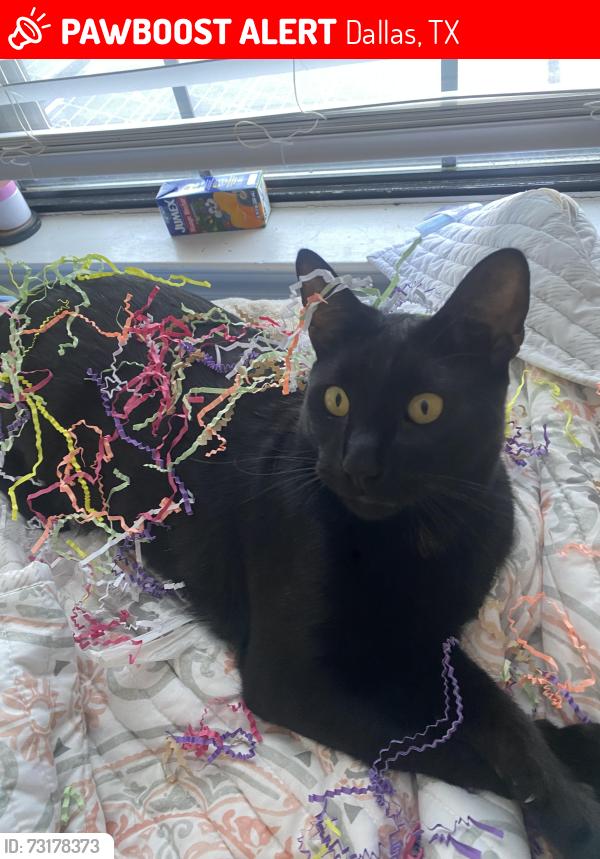 Lost Male Cat last seen Cedar run park, Dallas, TX 75227