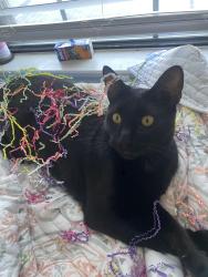 Lost Male Cat last seen Cedar run park, Dallas, TX 75227