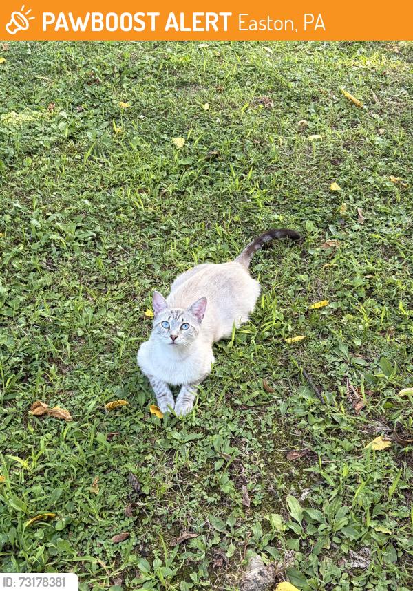 Found/Stray Unknown Cat last seen Pearson & Cattell, Easton, PA 18042