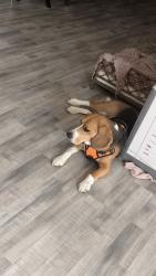 Reunited Male Dog last seen Medinah Cir near Menards, Elgin, IL 60123
