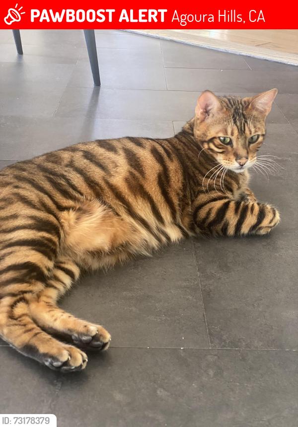 Lost Female Cat last seen Laro Drive, Agoura Hills, CA 91301