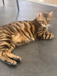 Lost Female Cat last seen Laro Drive, Agoura Hills, CA 91301