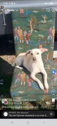 Lost Male Dog last seen Downtown Van buren, Van Buren, AR 72956