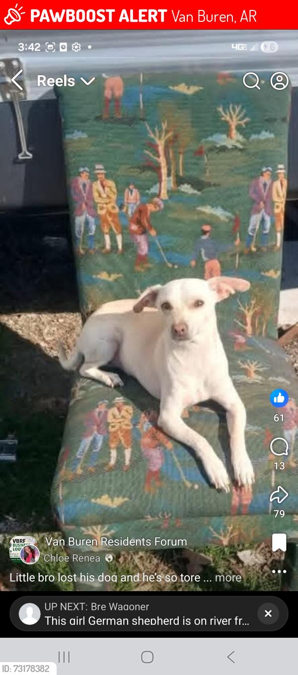 Lost Male Dog last seen Downtown Van buren, Van Buren, AR 72956