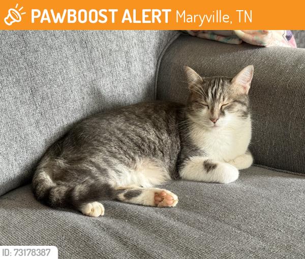 Found/Stray Female Cat last seen Sevierville Rd., Maryville, TN 37804