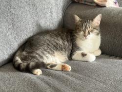 Found/Stray Female Cat last seen Sevierville Rd., Maryville, TN 37804