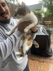 Reunited Unknown Cat last seen Near James st, Durham, NC 27707