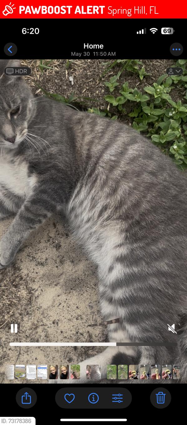 Lost Male Cat last seen Shafton and mariner, Spring Hill, FL 34609