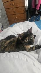 Reunited Female Cat last seen 28th and Longstreet, Wyoming, MI 49509