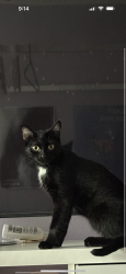 Lost Female Cat last seen Gramercy and 145th st, Gardena, CA 90249