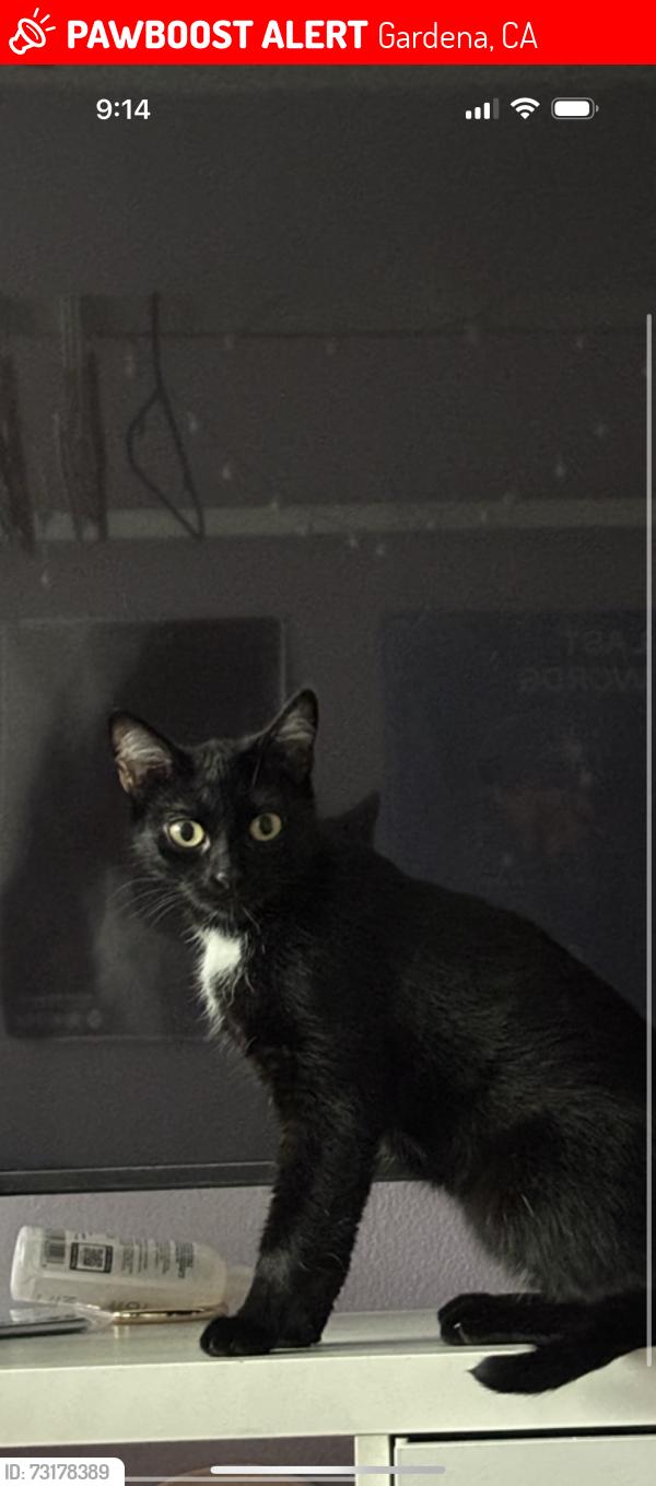 Lost Female Cat last seen Gramercy and 145th st, Gardena, CA 90249