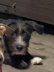Reunited Male Dog last seen Near NE 132nd St, North Miami, FL 33161, USA, North Miami, FL 33161