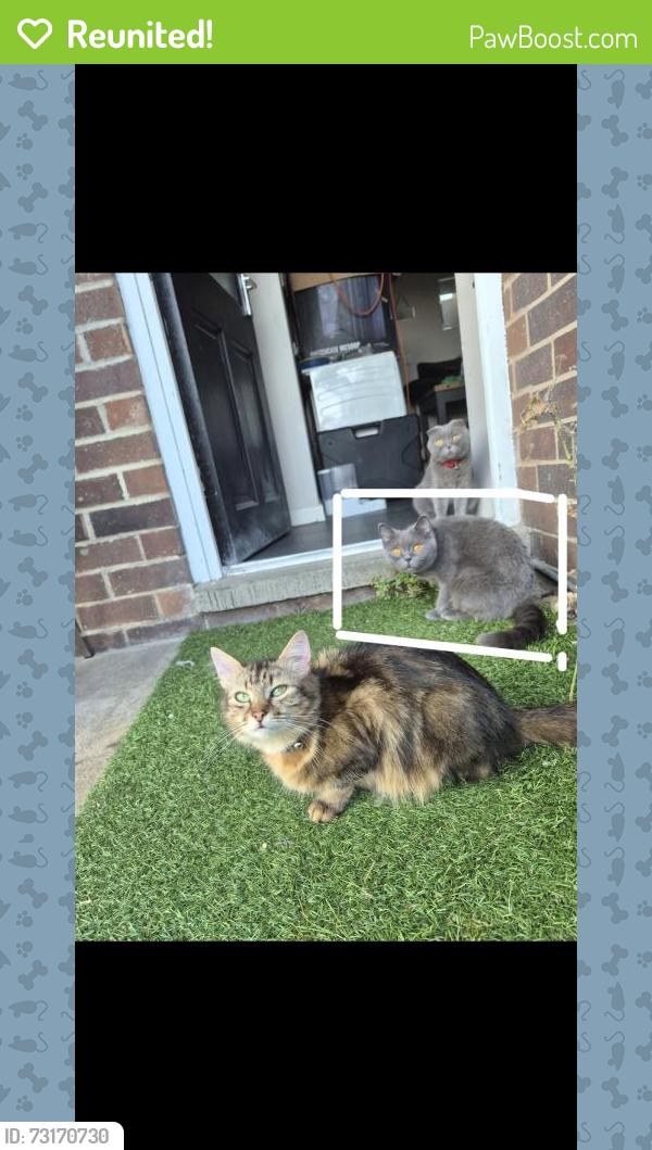 Reunited Female Cat last seen Old dental surgery on cherry orchard mount and amber Hill close, Nottingham, England 